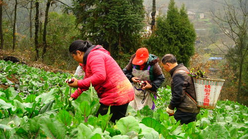 脫貧攻堅出列紀實 太平鄉抬石村基礎完善添動力 產業發展促脫貧